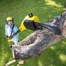 How Our Tree Care Process Works  in  Sierra Vista Southeast, AZ