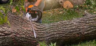 Best Tree Disease Treatment  in Sierra Vista Southeast, AZ