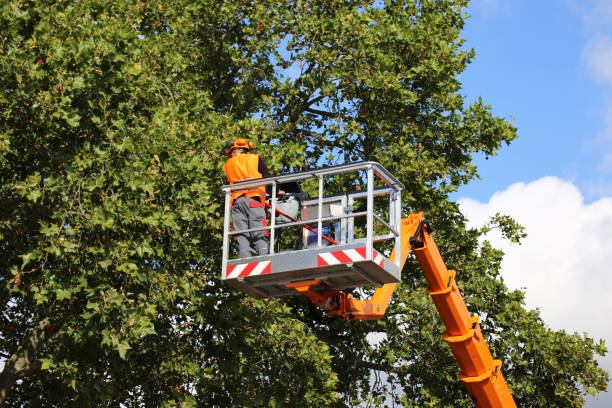 Best Storm Damage Tree Cleanup  in Sierra Vista Southeast, AZ