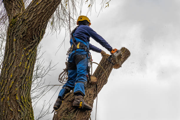 Best Seasonal Cleanup (Spring/Fall)  in Sierra Vista Southeast, AZ