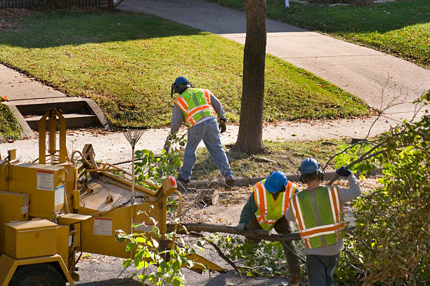  Sierra Vista Southeast, AZ Tree Services Pros