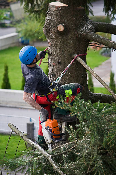 Best Firewood Processing and Delivery  in Sierra Vista Southeast, AZ