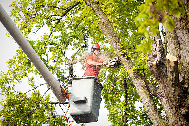 Best Tree Maintenance Programs  in Sierra Vista Southeast, AZ